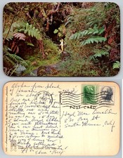 Standard Thurston Lava Tube Hawaii Postcard picture