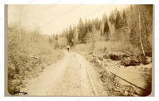 Stepnoi Krai Western Siberia 1909 Forest Road Birches Standard Postcard picture