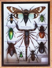 Real Scorpion with Cicada and Mix Of Insect Taxidermy In Wooden Box Display picture