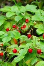 Wild Strawberry 50 Seeds (Fragaria vesca) – Alpine Strawberry picture