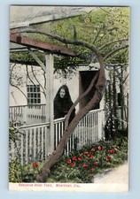 Sherman Rose Tree Tinted Card Woman Old Growth B Monterey California Postcard B7 picture