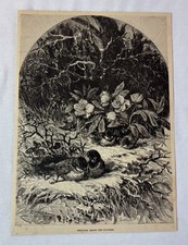 1886 magazine engraving ~ BIRDS NESTLING AMONG THE FLOWERS picture