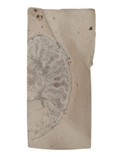 Authentic Jordanian Ammonite / Ceratite Fossil Slab – Found in Azraq, Jordan picture