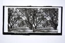 Cairo Choubra Avenue Egypt Tree Lined Road Glass 8701 Ferrier Levy Stereoview picture