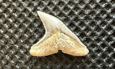 Rare Fossil Blue Shark Tooth – Prionace glauca 0.5” – Pisco Formation, Peru picture