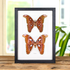 Male & Female Pair Atlas Taxidermy Moth Frame (Attacus lorquini) picture
