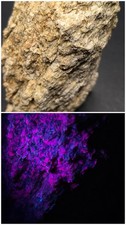 Large 2.5lb Fluorescent Apatite / Feldspar in Losee Gneiss - Sussex Co. NJ SW UV picture