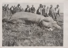 Barnes Circus Elephant Stuck La Brea Tar Pits Hollywood CA 1936 - Original Photo picture