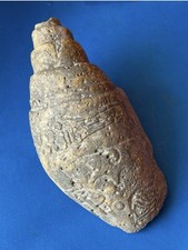 Pre Columbian Toltec Mezcala Mayan Mezcala Sea Snail Stone Sculpture picture
