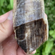 Opalized Petrified Wood Amazing Wood Grain 3.52 Oz picture