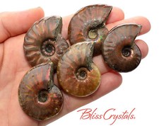 1 MedLrg Red Fire AMMONITE Opalized Fossil Whole Shell Nautilus Specimen #FA05 picture