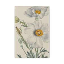 Mary Vaux Walcott - Matilija Poppy (Romneya coulteri) - 1931 - Canvas Wall Art picture