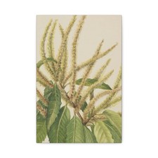 Mary Vaux Walcott - American Chestnut (Castanea dentata) - Canvas Wall Art picture