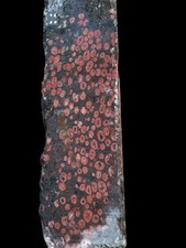 Plum blossom rough stone for lapidary. Unique and rare stone excellent pattern  picture
