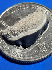 Rare Tiny Bone Valley   Chubutensis BUTTON Megalodon  . 63 picture