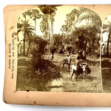 BW Kilburn Scenery Upper India Stereoview Photo Card 1901 Palm Trees Oxen 14111 picture