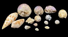 Vintage Mixed Seashell Lot Various Species & Sizes Collectors Estate picture