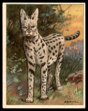 SERVAL 1909 T29 animals Hassan Cigarettes picture
