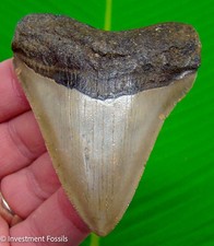 MEGALODON SHARK TOOTH  Real Fossil - 3.15”  Sharks Teeth NO Restorations picture
