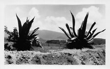 RPPC Desert Agave Plant Photo Vintage Postcard picture