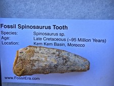 Authentic Spinosaurus Tooth 2
