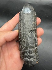 RARE LOWER MASTADON SPIKE FOSSIL PEACE RIVER FLORIDA MEGAFAUNA picture