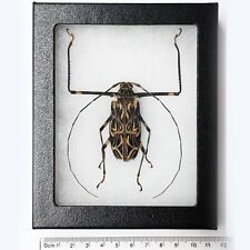 Acrocinus longimanus harlequin beetle female Peru FRAMED picture