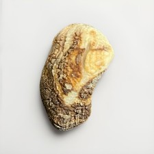 Unique 2” Arc Clam from Florida  picture
