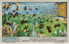 Life of Bees - First Spring Release c.1890s Vintage Color Postcard COPY picture