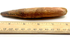 6 INCH LONG SPINOSAURUS TOOTH REAL DINOSAUR TEETH FOSSIL EXTINCT SPINOSAUR RELIC picture