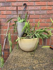XXXL 9+ Yr beautiful Epiphyllum 