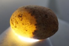 White Sheba - Cintamani - 20g - More rare than Saffordite Tektite #whx4 picture