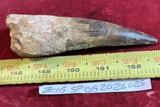 4 7/8 inch spinosaurus tooth picture