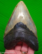 5.80” MEGALODON SHARK TOOTH - 11 ounces  MONSTER Size Real Fossil NO Restoration picture