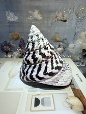 Large Patterned Top Shell Spiral White Brown Collectible Specimen picture