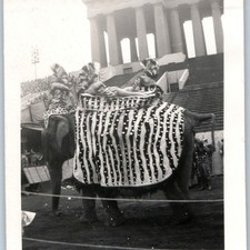 c1940s Chicago, IL Soldier Field Circus Elephant Snapshot Photo Zebra Costume picture