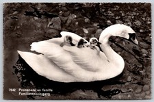 Vintage RPPC Swan with Cygnets on Back 
