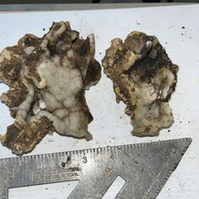 -D-  botryoidal chalcedony with a fine druzy quartz coating picture