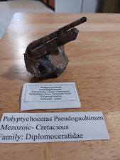 Extremely Rare Polyptychoceras Heteromorph Ammonite One of a Kind  picture