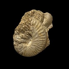 Hecticoceras ammonite, Montreuil Bellay France picture