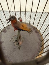 Antique German Signing Bird Cage Music Box (Karl Griesbaum original) picture