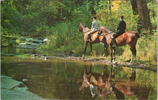 HORSE POSTCARD- SOLITUDE- AN AUTUMN PORTRAIT picture