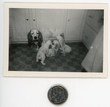 Vintage 1940s mini DOG photo / Beleaguered SPANIEL MAMA Nursing Adorable PUPPIES picture
