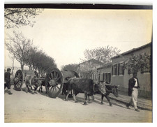 Montenegro, Podgorica, Street scene, farmers Original vintage print.  print  picture