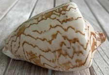 Noble Volute (Cymbiola nobilis) seashell, approximately 10 cm, 13 oz. picture