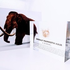 Woolly Mammoth Hair - Lucite Acrylic Artifact Display picture