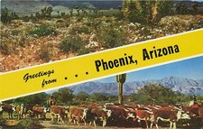 Postcard AZ: Greetings from Phoenix, Arizona, Desert & Cattle Drive picture