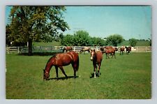 Lexington KY-Kentucky Horses Feeding In Blue Grass Country Chrome c1974 Postcard picture