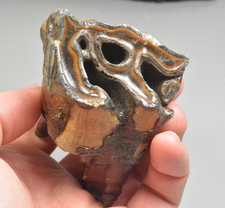 Large Woolly Rhino Tooth,  Dunajec River, Tarnow, Poland picture