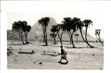 LD419 Original Photo BURIAL GROUNDS AMONG PALM TREES KASSALA REGION OF SUDAN picture